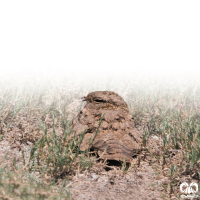  گونه شبگرد مصری (Egyptian Nightjar)